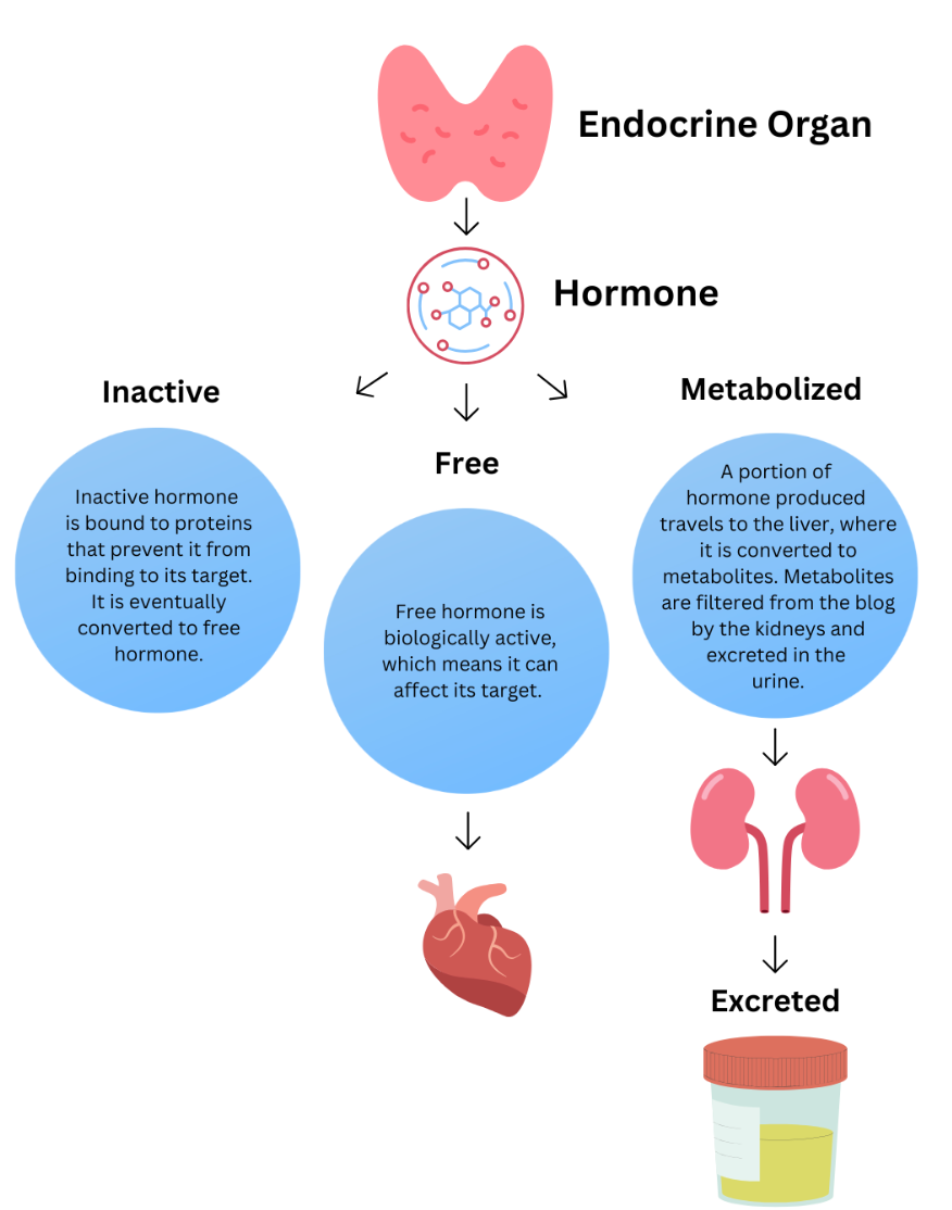 hormone graphic